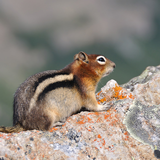 Banff NP - Peyto Lake - Chipmunk